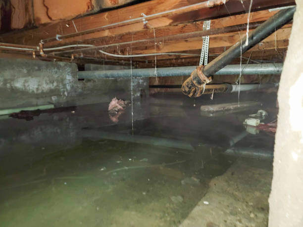 Best Water damage cleanup near me  in Smoke Rise, AL