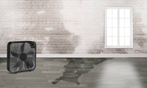 Best Professional water damage repair  in Smoke Rise, AL
